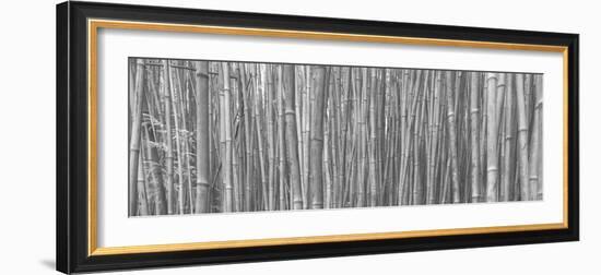 Bamboo Forest-Scott Bennion-Framed Photo
