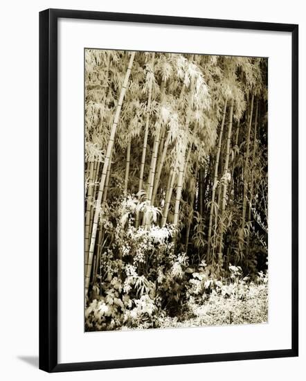 Bamboo Grove I-Alan Hausenflock-Framed Photographic Print