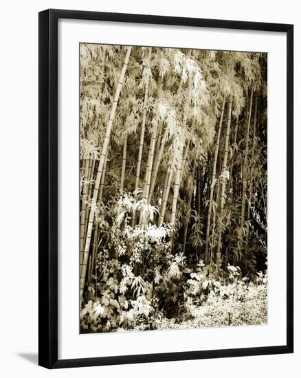 Bamboo Grove I-Alan Hausenflock-Framed Photographic Print