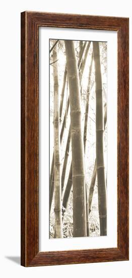 Bamboo Grove IV-Douglas Yan-Framed Giclee Print