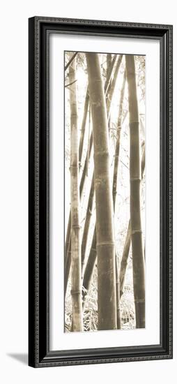 Bamboo Grove IV-Douglas Yan-Framed Giclee Print