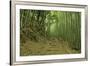 Bamboo grove-Shin Terada-Framed Photographic Print