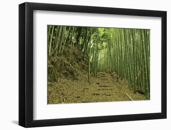 Bamboo grove-Shin Terada-Framed Photographic Print