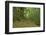 Bamboo grove-Shin Terada-Framed Photographic Print