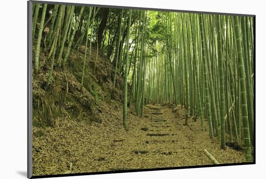 Bamboo grove-Shin Terada-Mounted Photographic Print