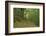 Bamboo grove-Shin Terada-Framed Photographic Print