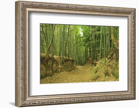 Bamboo grove-Shin Terada-Framed Photographic Print