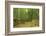 Bamboo grove-Shin Terada-Framed Photographic Print