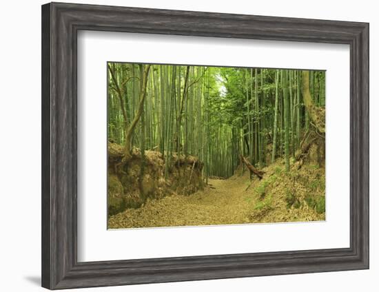 Bamboo grove-Shin Terada-Framed Photographic Print