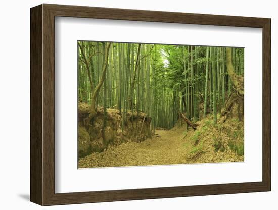 Bamboo grove-Shin Terada-Framed Photographic Print