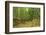 Bamboo grove-Shin Terada-Framed Photographic Print