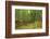 Bamboo grove-Shin Terada-Framed Photographic Print