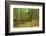 Bamboo grove-Shin Terada-Framed Photographic Print