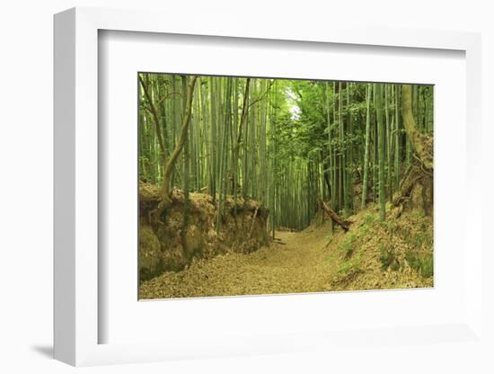 Bamboo grove-Shin Terada-Framed Photographic Print