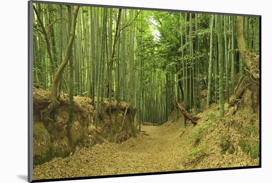 Bamboo grove-Shin Terada-Mounted Photographic Print