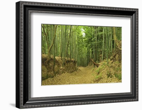 Bamboo grove-Shin Terada-Framed Photographic Print