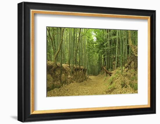 Bamboo grove-Shin Terada-Framed Photographic Print