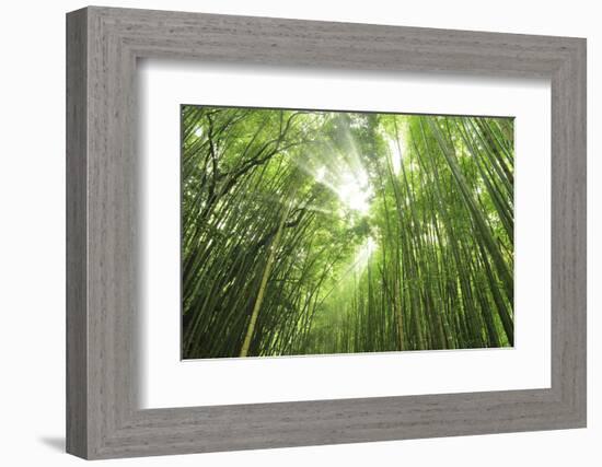 Bamboo grove-Shin Terada-Framed Photographic Print