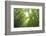 Bamboo grove-Shin Terada-Framed Photographic Print