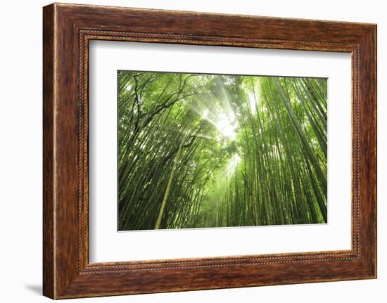 Bamboo grove-Shin Terada-Framed Photographic Print