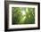 Bamboo grove-Shin Terada-Framed Photographic Print