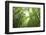 Bamboo grove-Shin Terada-Framed Photographic Print