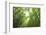 Bamboo grove-Shin Terada-Framed Photographic Print