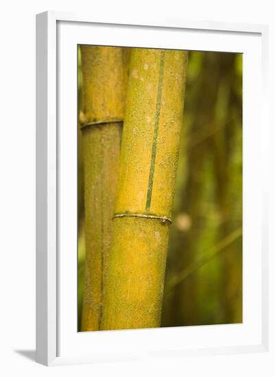 Bamboo I-Karyn Millet-Framed Photographic Print