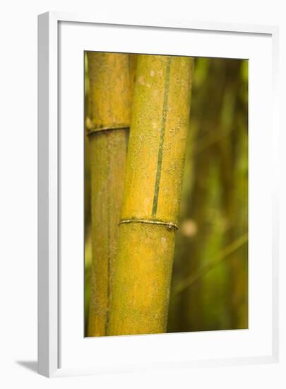 Bamboo I-Karyn Millet-Framed Photographic Print