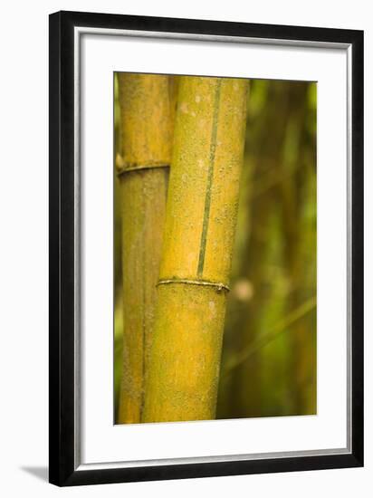 Bamboo I-Karyn Millet-Framed Photographic Print