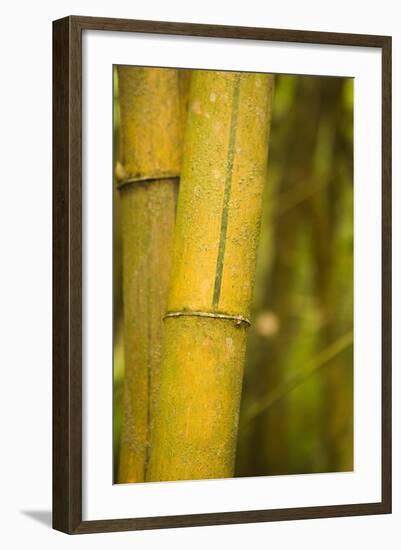 Bamboo I-Karyn Millet-Framed Photographic Print