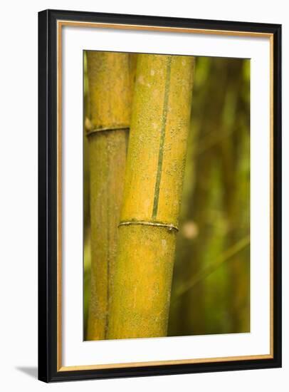 Bamboo I-Karyn Millet-Framed Photographic Print