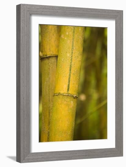 Bamboo I-Karyn Millet-Framed Photographic Print