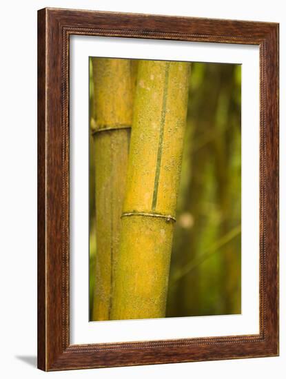 Bamboo I-Karyn Millet-Framed Photographic Print