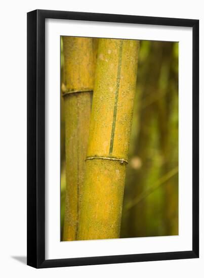 Bamboo I-Karyn Millet-Framed Photographic Print