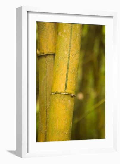 Bamboo I-Karyn Millet-Framed Photographic Print