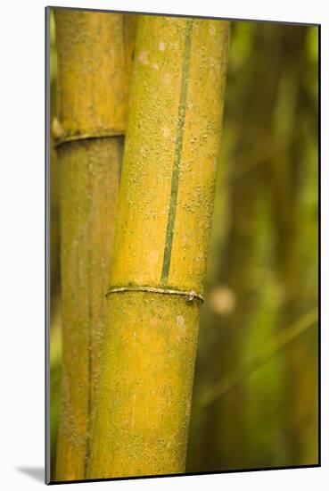 Bamboo I-Karyn Millet-Mounted Photographic Print