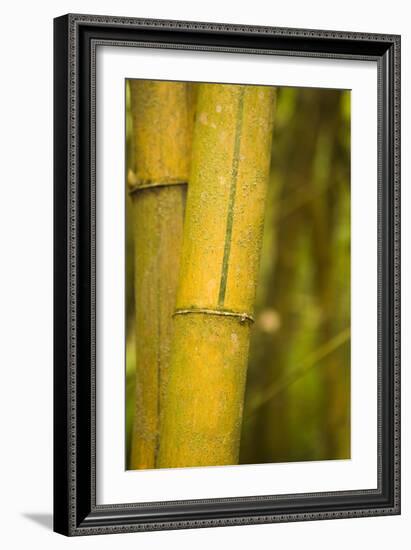 Bamboo I-Karyn Millet-Framed Photographic Print