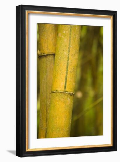 Bamboo I-Karyn Millet-Framed Photographic Print