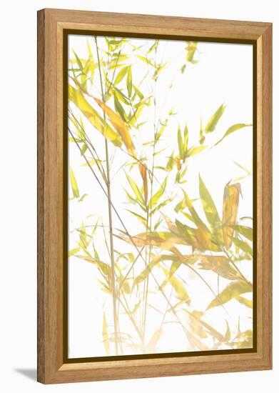 Bamboo I-Karyn Millet-Framed Premier Image Canvas