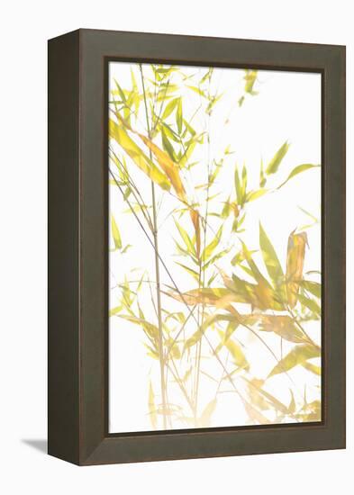 Bamboo I-Karyn Millet-Framed Premier Image Canvas