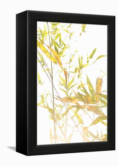 Bamboo I-Karyn Millet-Framed Premier Image Canvas