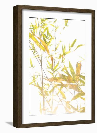 Bamboo I-Karyn Millet-Framed Photographic Print