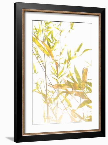 Bamboo I-Karyn Millet-Framed Photographic Print