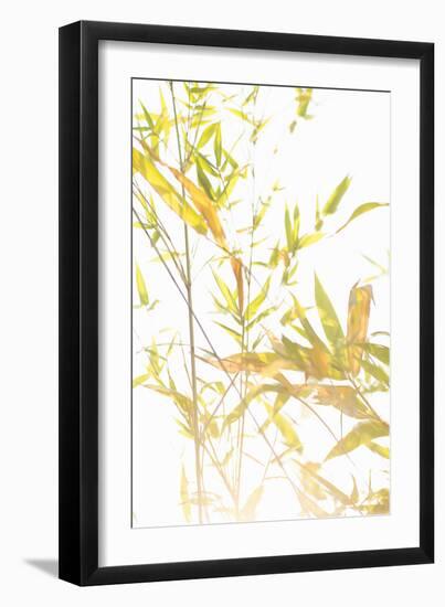 Bamboo I-Karyn Millet-Framed Photographic Print