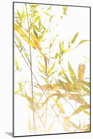 Bamboo I-Karyn Millet-Mounted Photographic Print