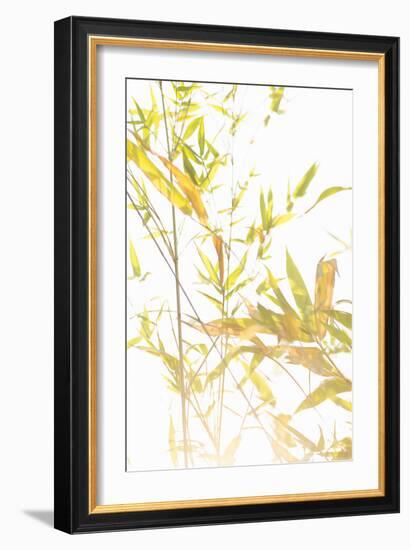 Bamboo I-Karyn Millet-Framed Photographic Print