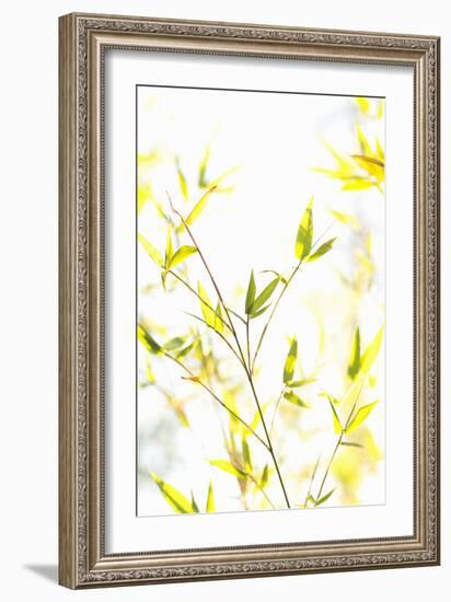 Bamboo I-Karyn Millet-Framed Photographic Print