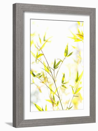 Bamboo I-Karyn Millet-Framed Photographic Print