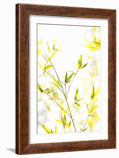 Bamboo I-Karyn Millet-Framed Photographic Print